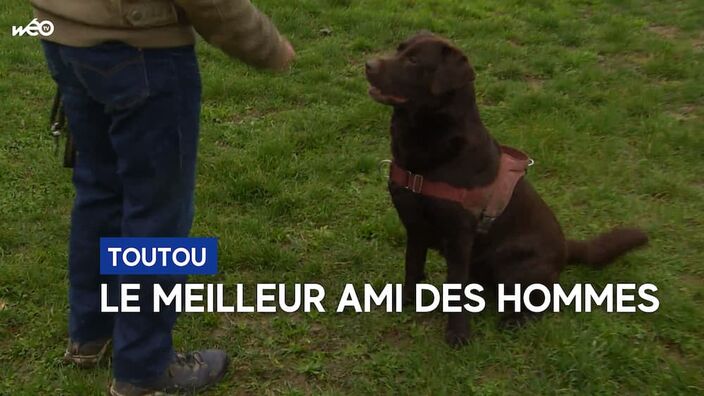 Quels sont les chiens les plus intelligents ?